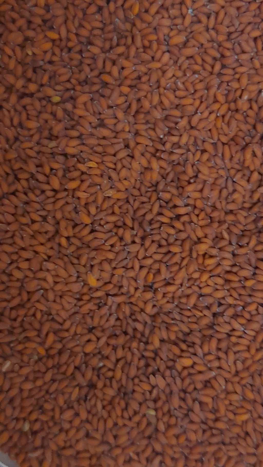 Halim Seed