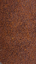 Halim Seed