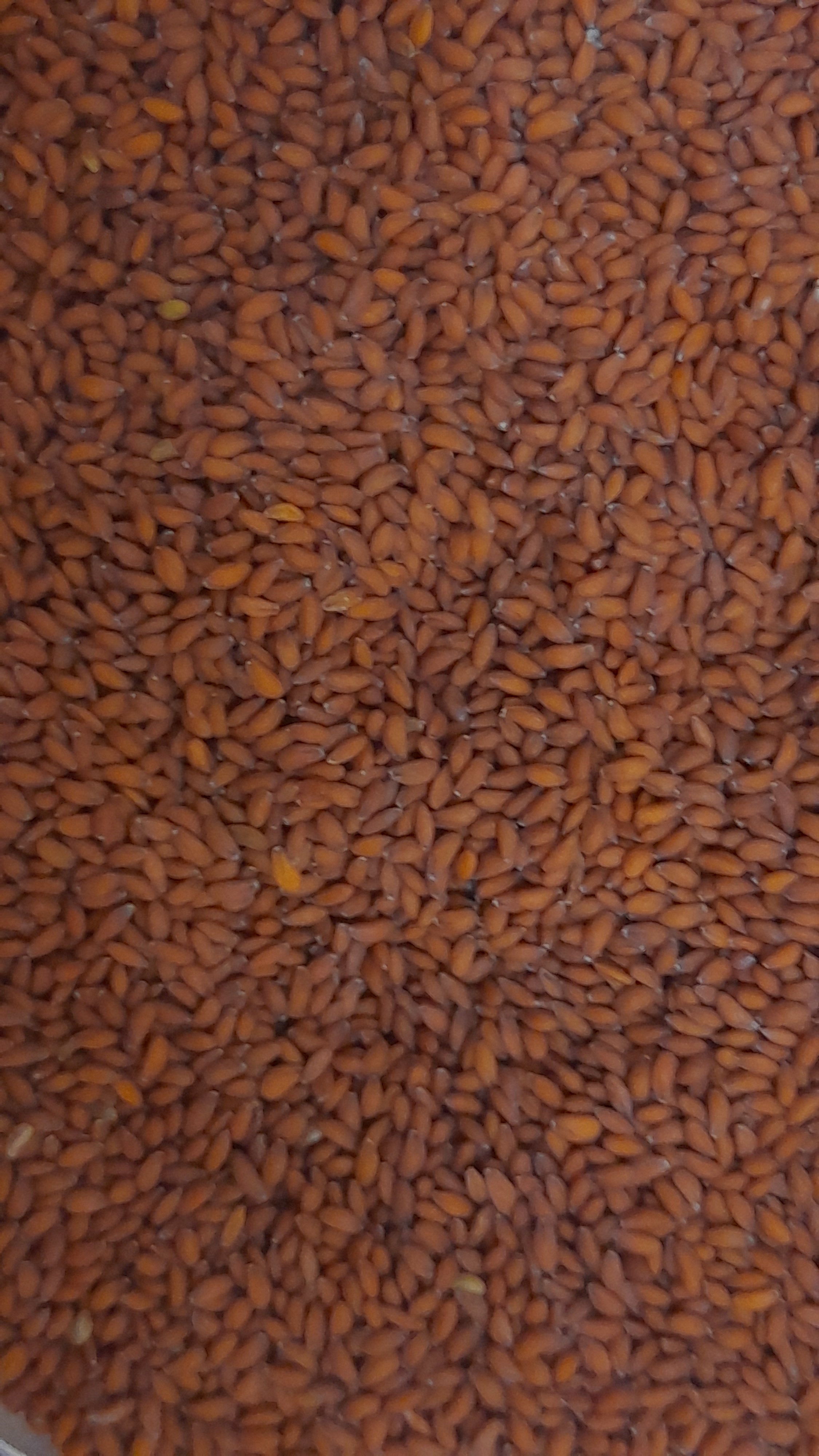 Halim Seed