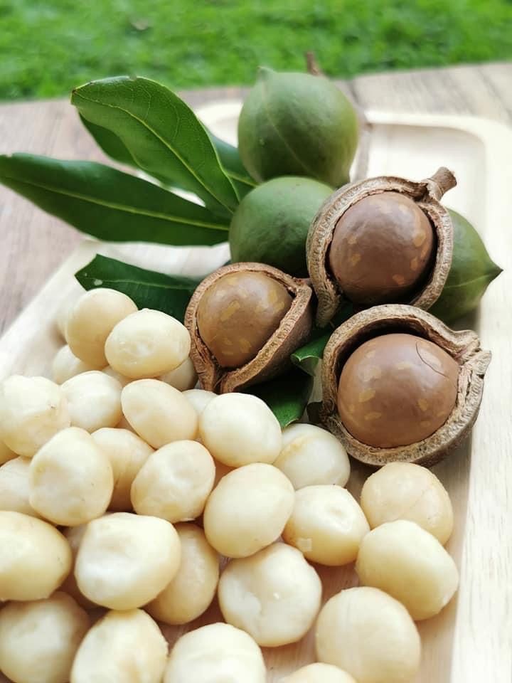 Premium Macadamia Nuts